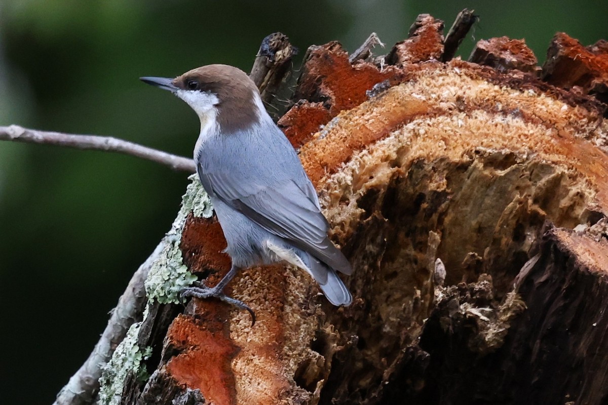 Brown-headed Nuthatch - ML643450896