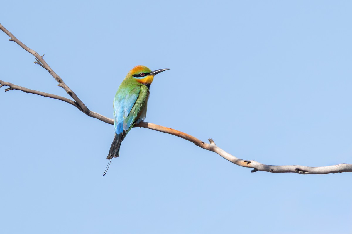 彩虹蜂虎 - ML643450903