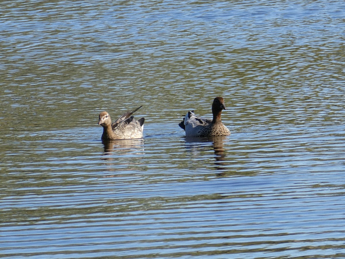 Maned Duck - ML643450936