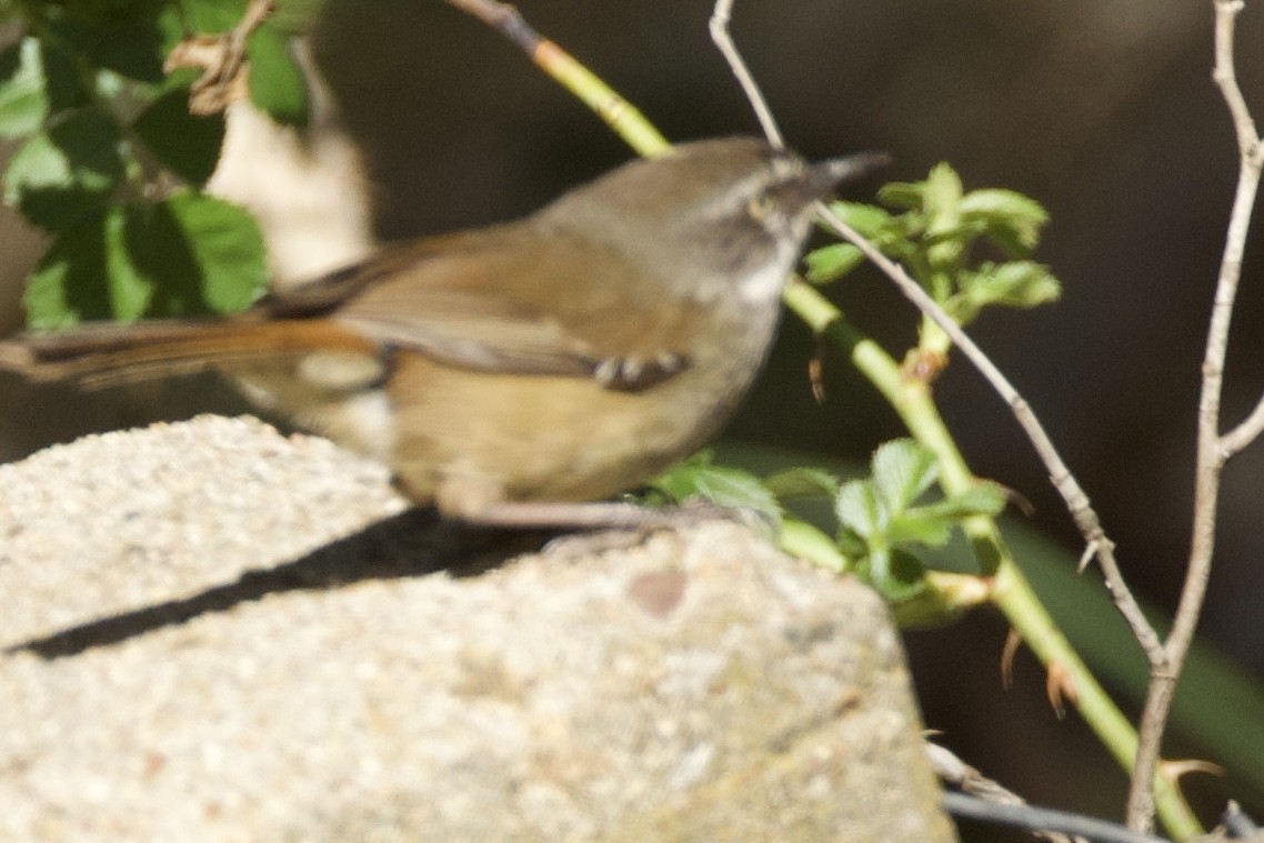 White-browed Scrubwren (White-browed) - ML643450946