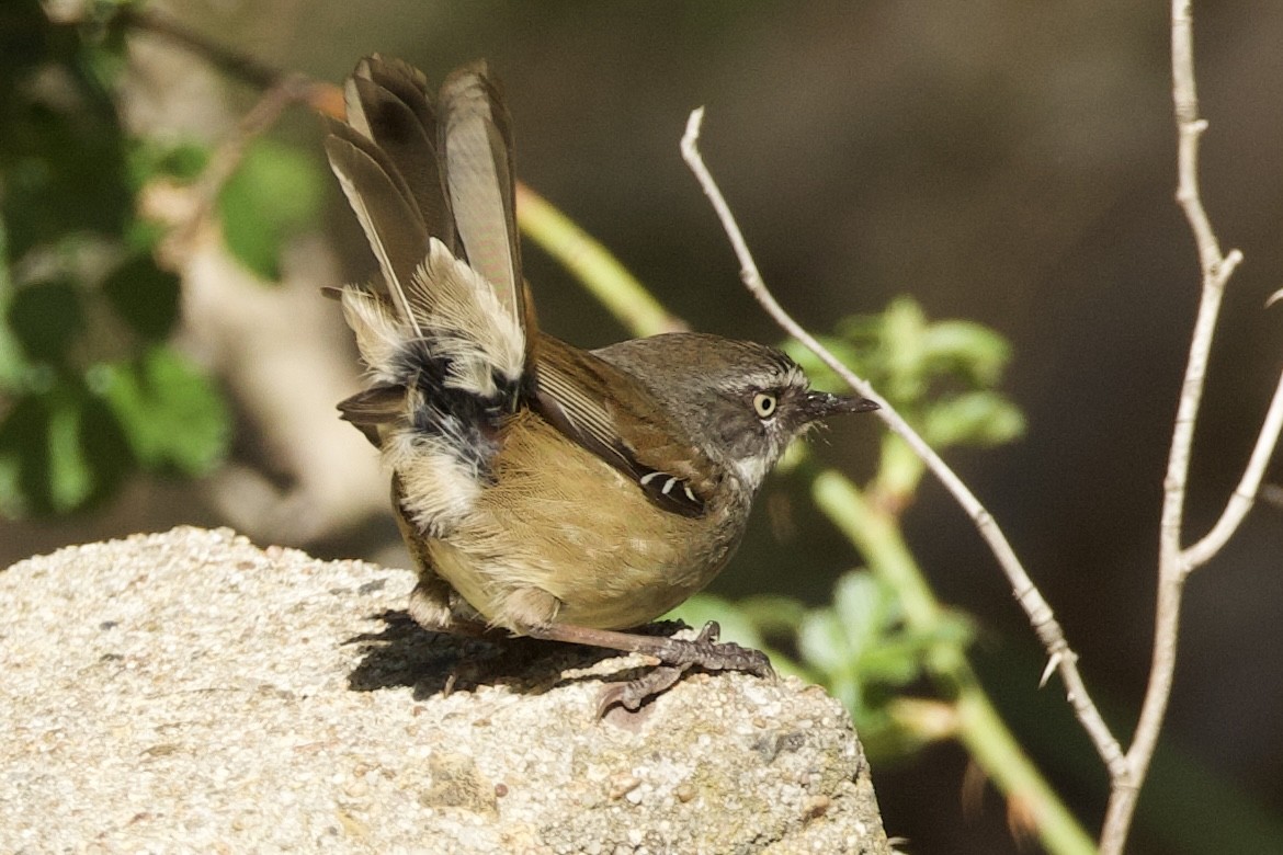 White-browed Scrubwren (White-browed) - ML643450947