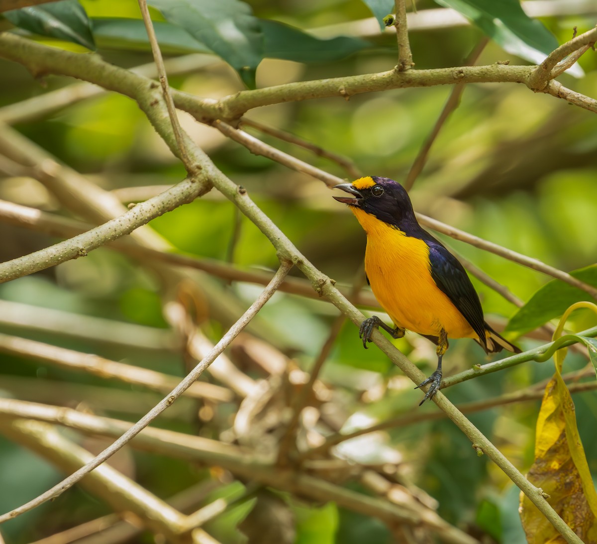 Violaceous Euphonia - ML643450962