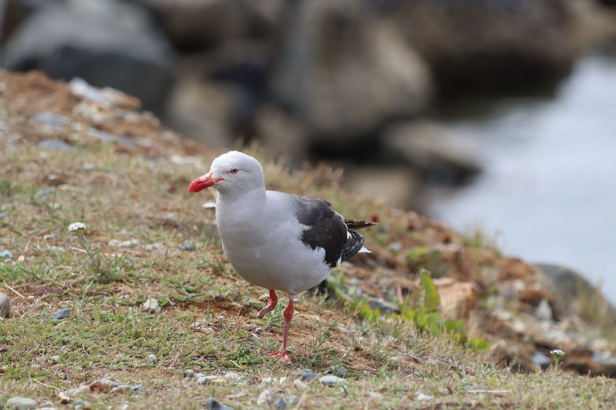 Dolphin Gull - ML643450984