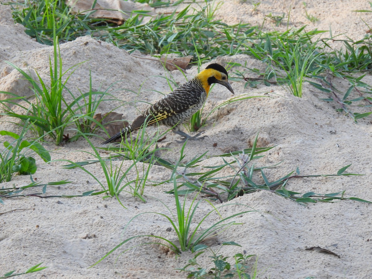 Campo Flicker - ML643450986