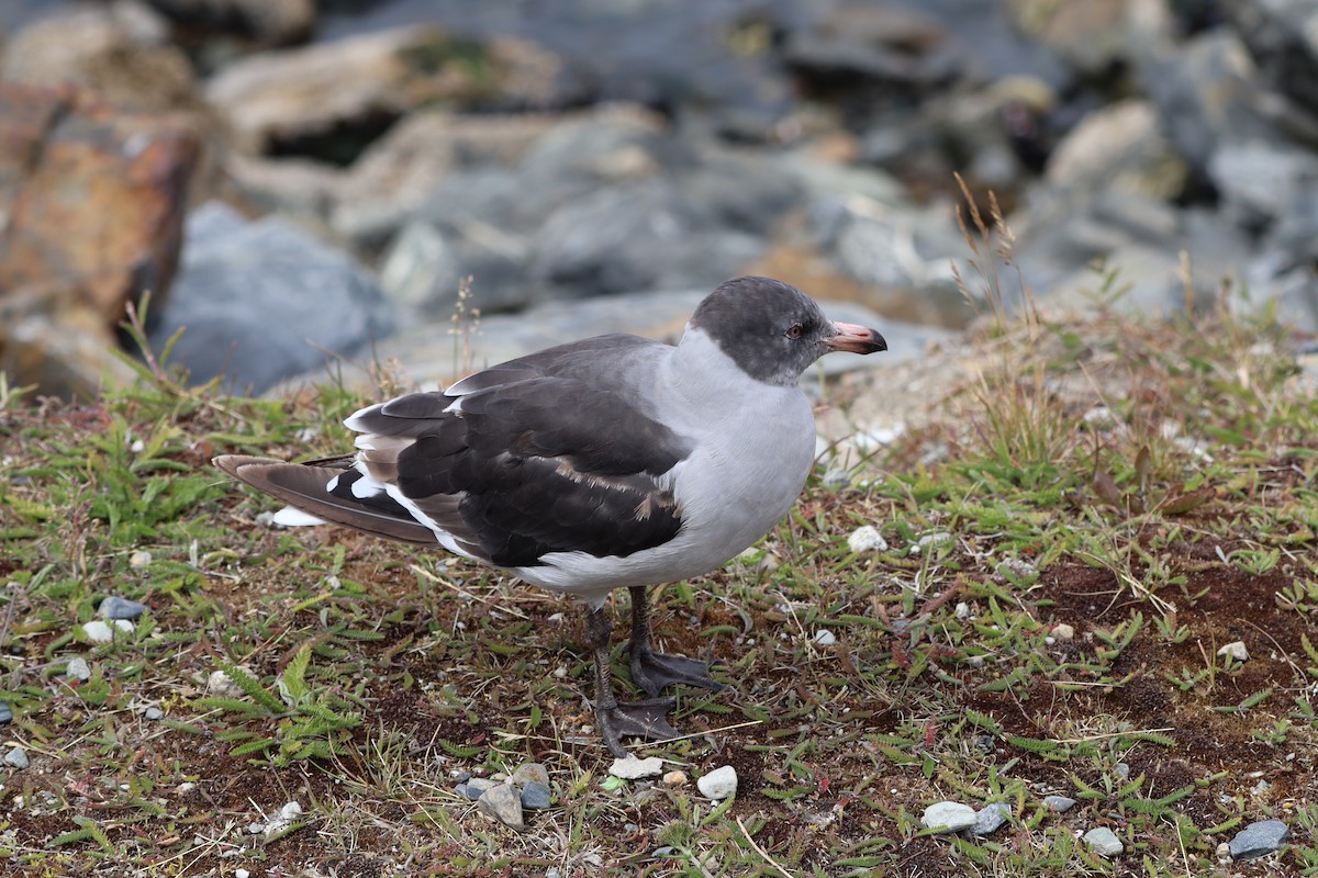 Dolphin Gull - ML643451001