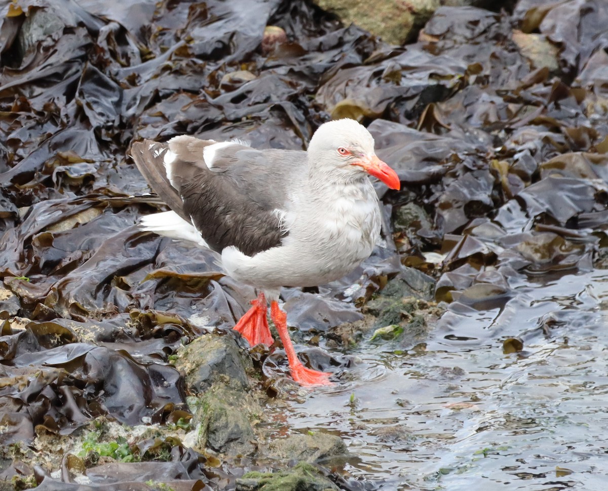 Dolphin Gull - ML643451011