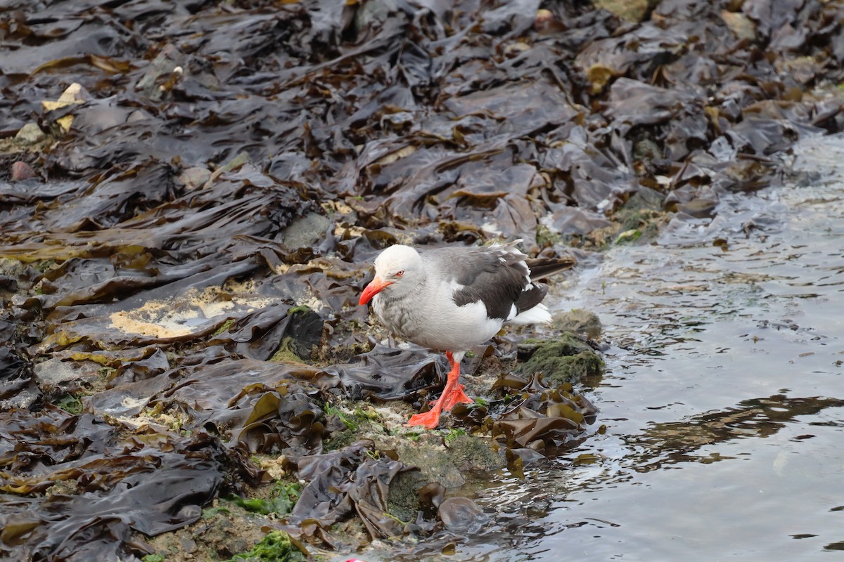 Dolphin Gull - ML643451025
