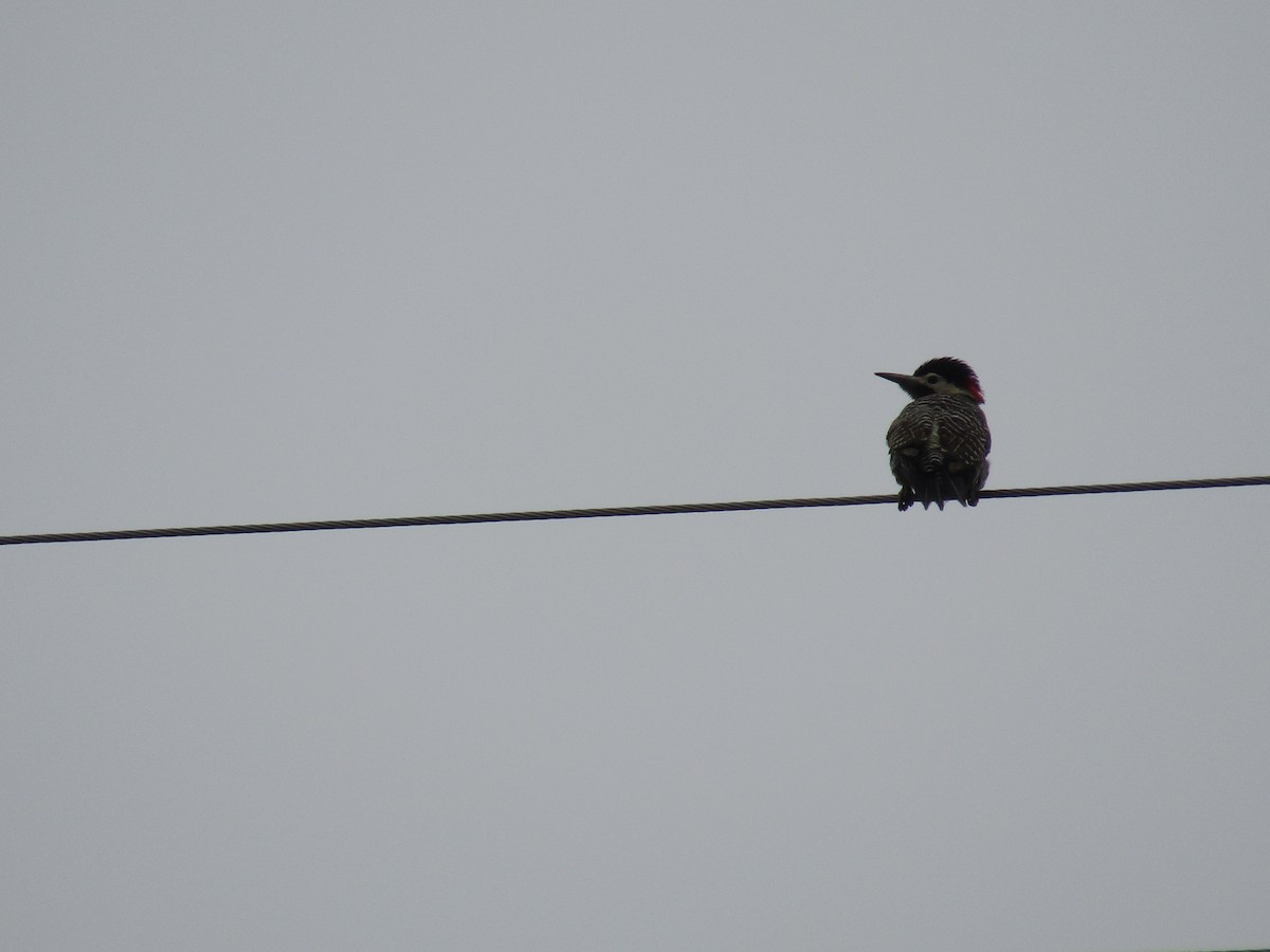 Green-barred Woodpecker - ML643451033