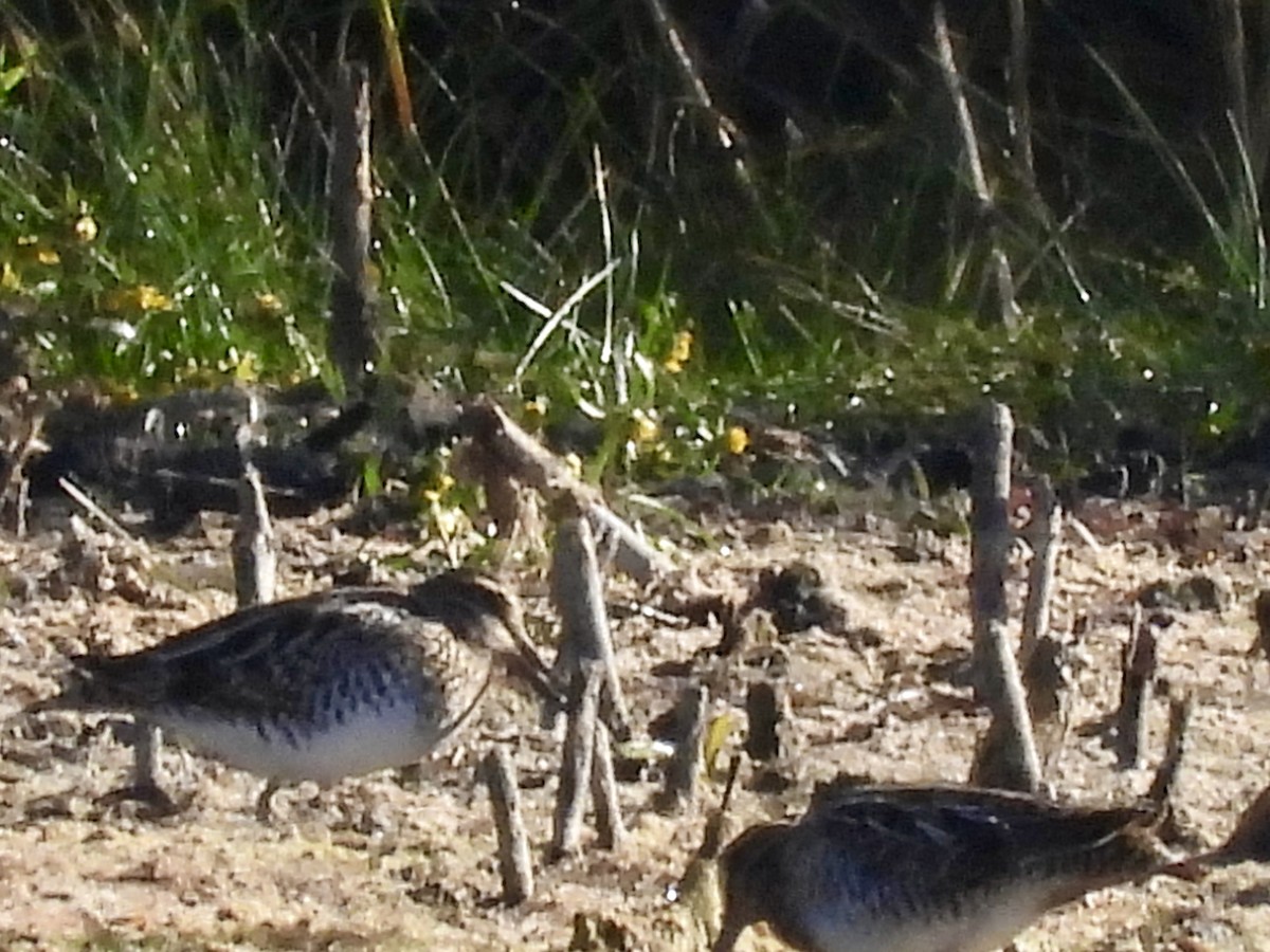 Wilson's Snipe - ML643451041