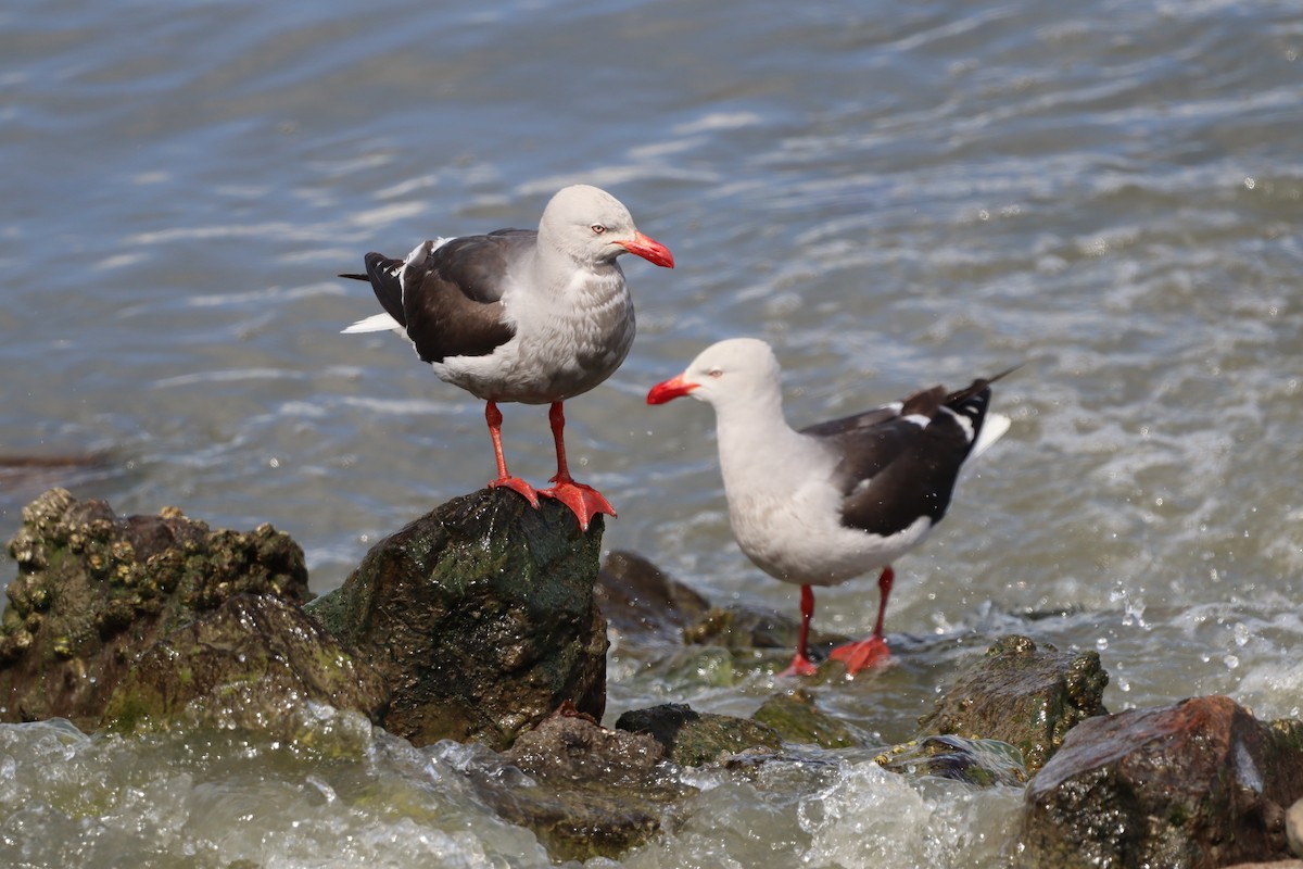 Dolphin Gull - ML643451042
