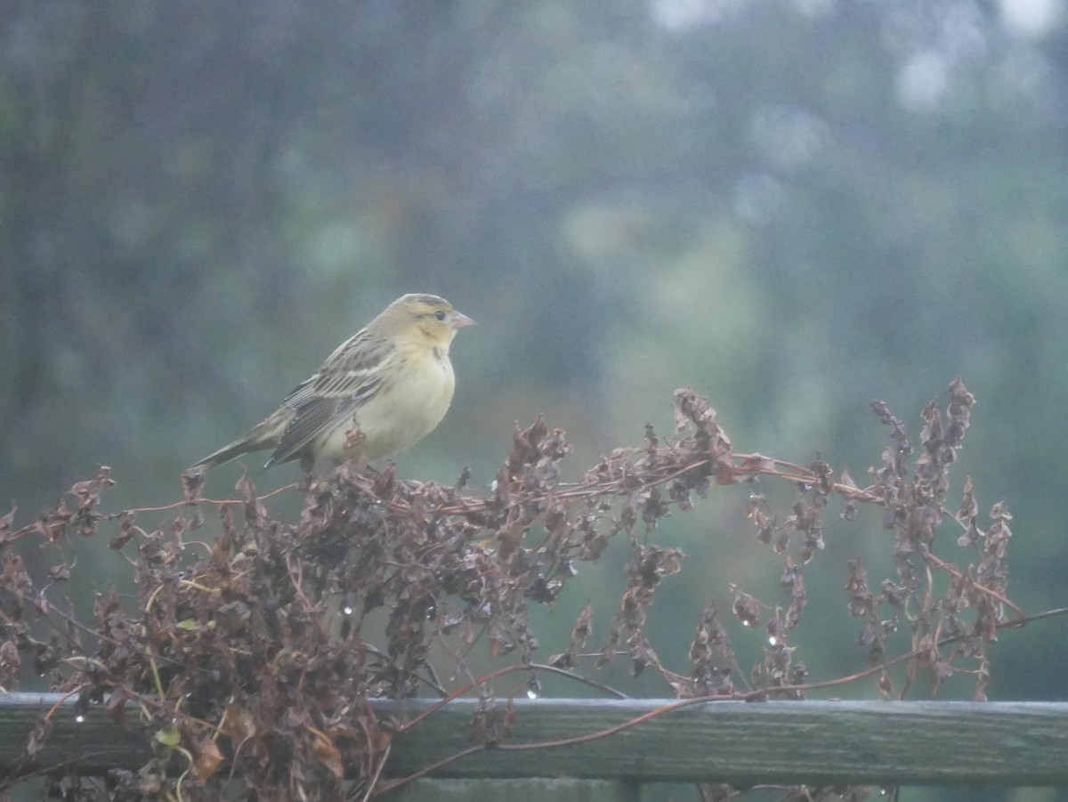 Bobolink - ML643451064