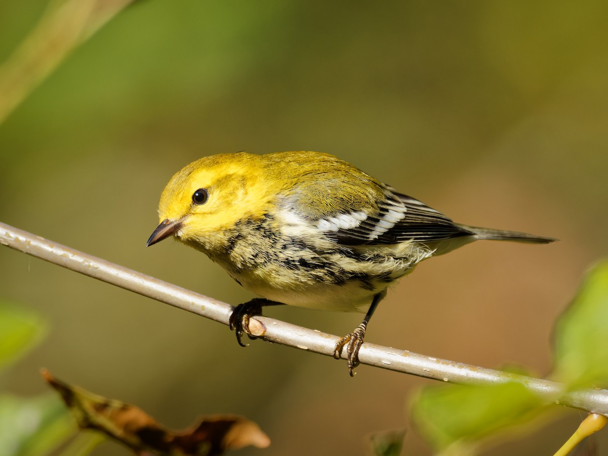 Black-throated Green Warbler - ML643451081