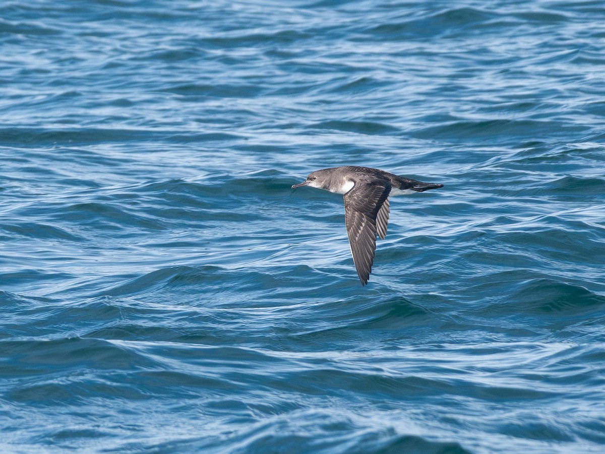 Huttonsturmtaucher - ML643451102