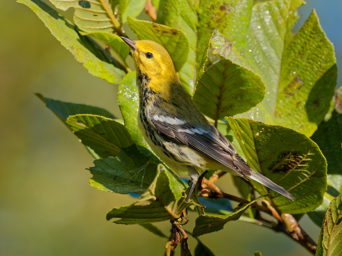 Black-throated Green Warbler - ML643451109