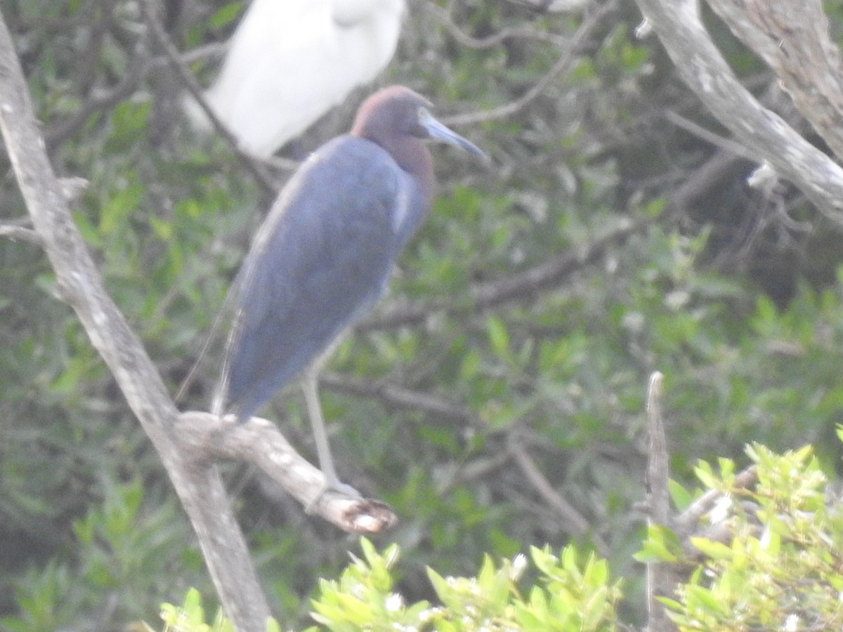 Little Blue Heron - ML643451114