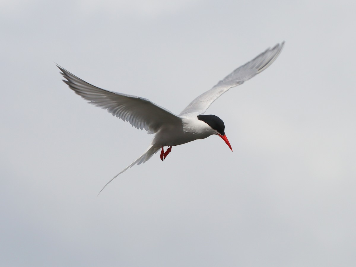 South American Tern - ML643451116