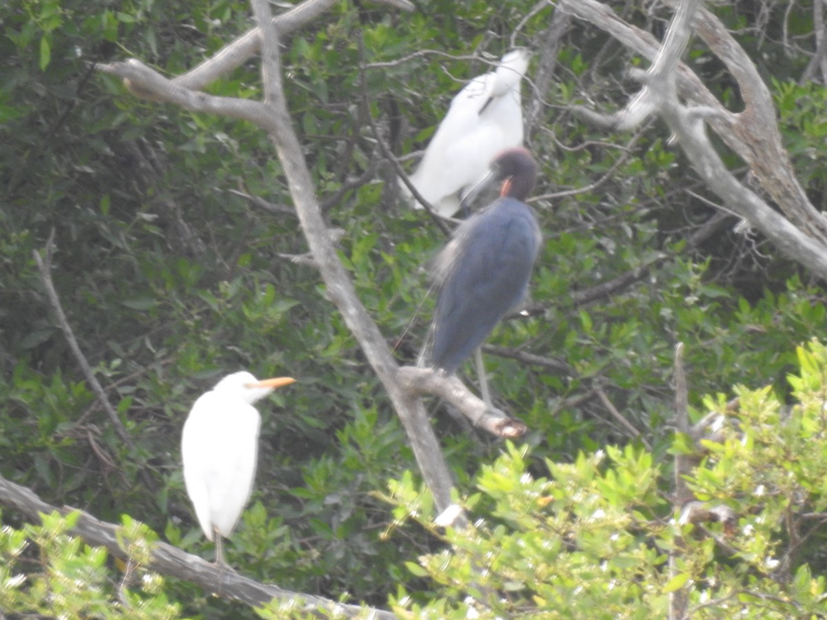 Little Blue Heron - ML643451122