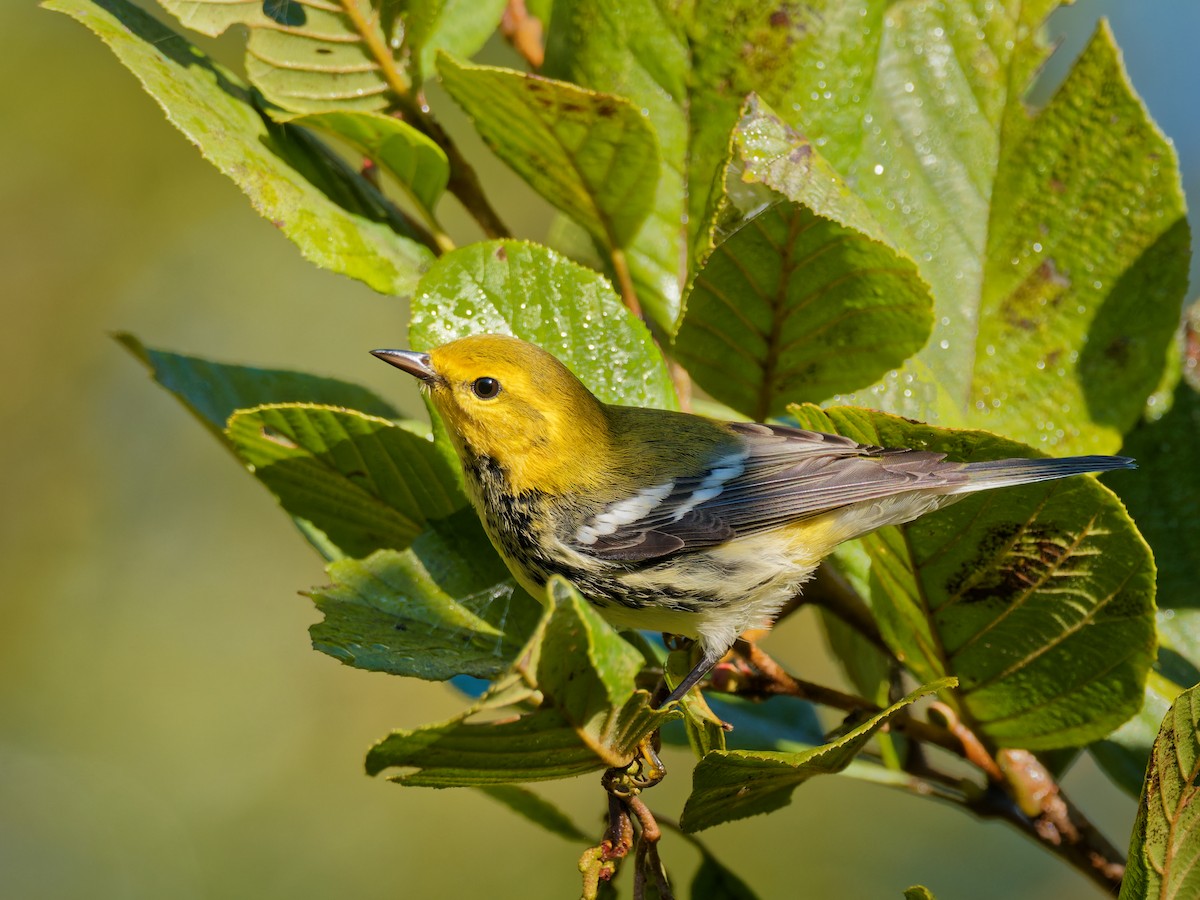 Black-throated Green Warbler - ML643451127