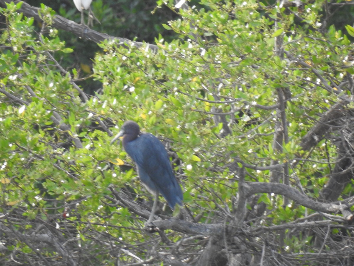 Little Blue Heron - ML643451129