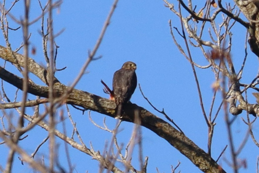 灰背隼 - ML643451136