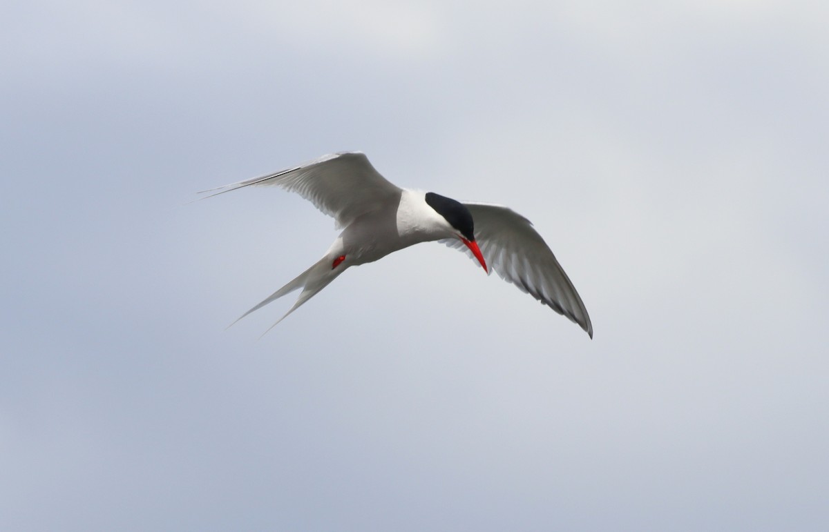 South American Tern - ML643451152