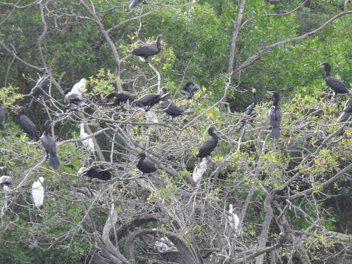 Neotropic Cormorant - ML643451155