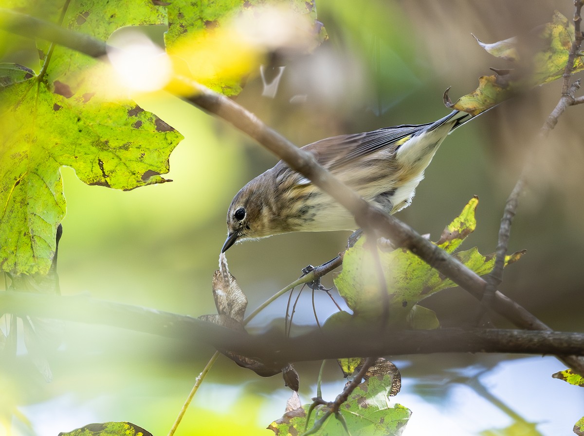 Yellow-rumped Warbler - ML643451157
