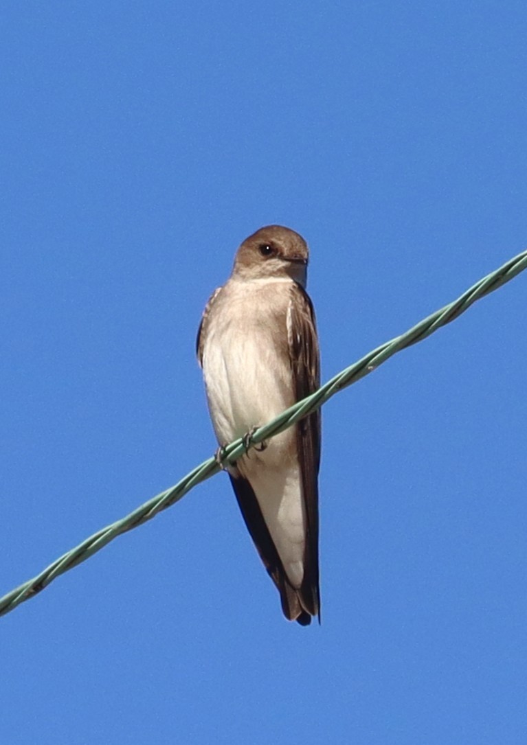Northern Rough-winged Swallow - ML643451159