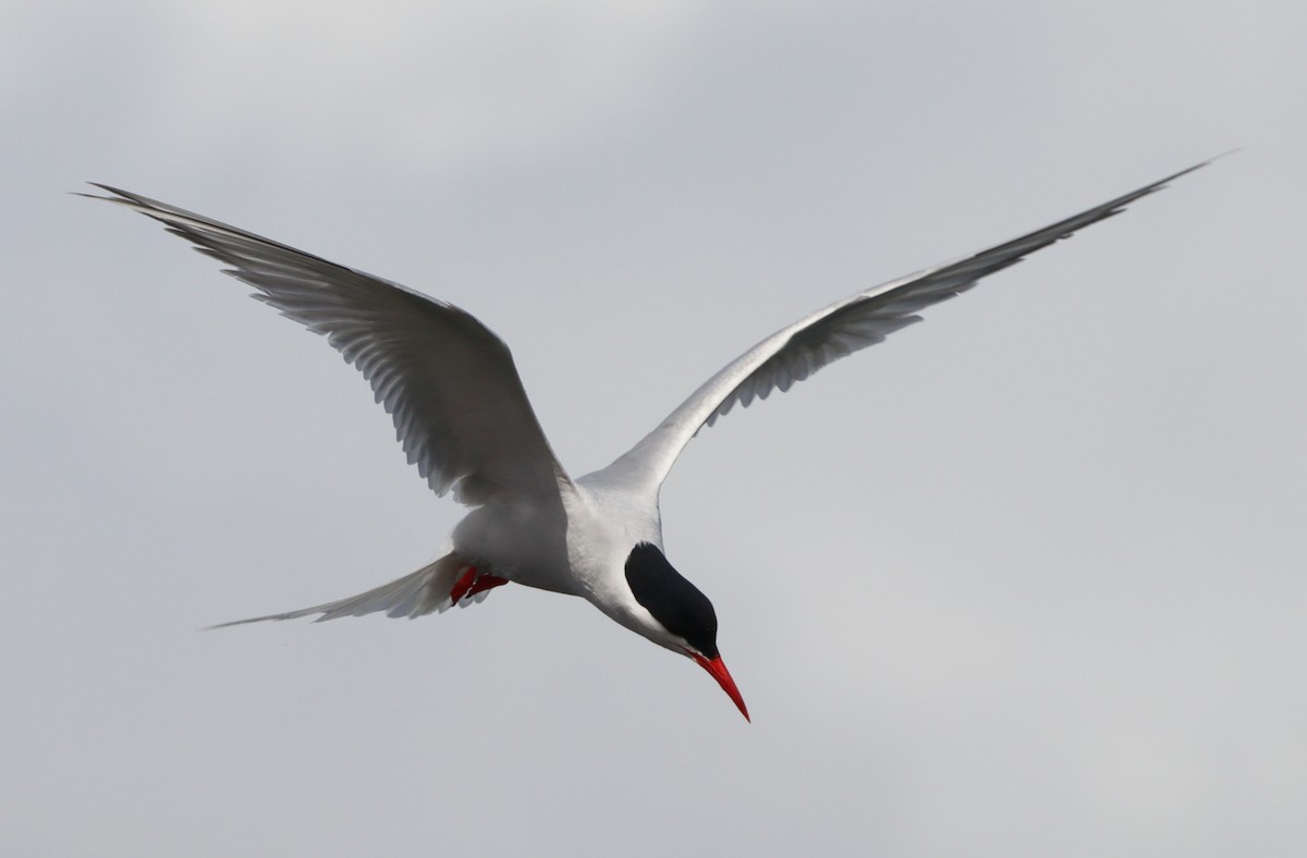 South American Tern - ML643451165