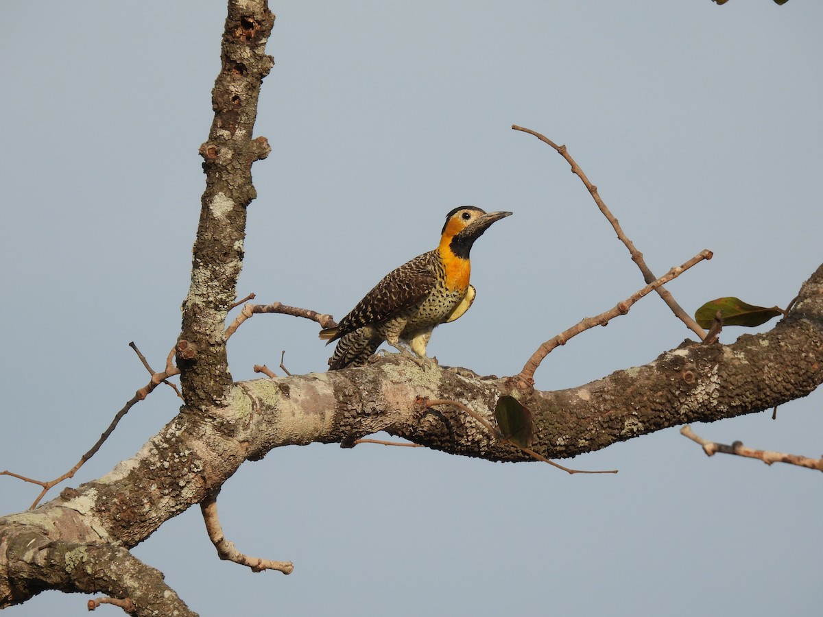 Campo Flicker - ML643451167