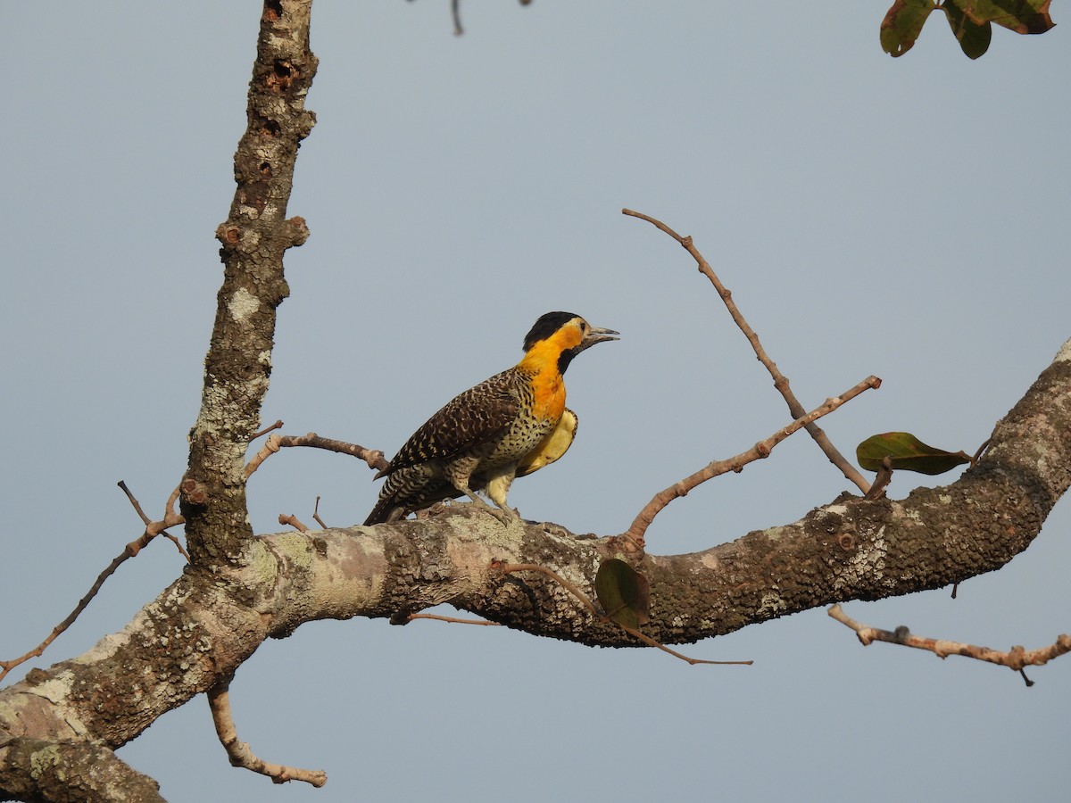 Campo Flicker - ML643451170