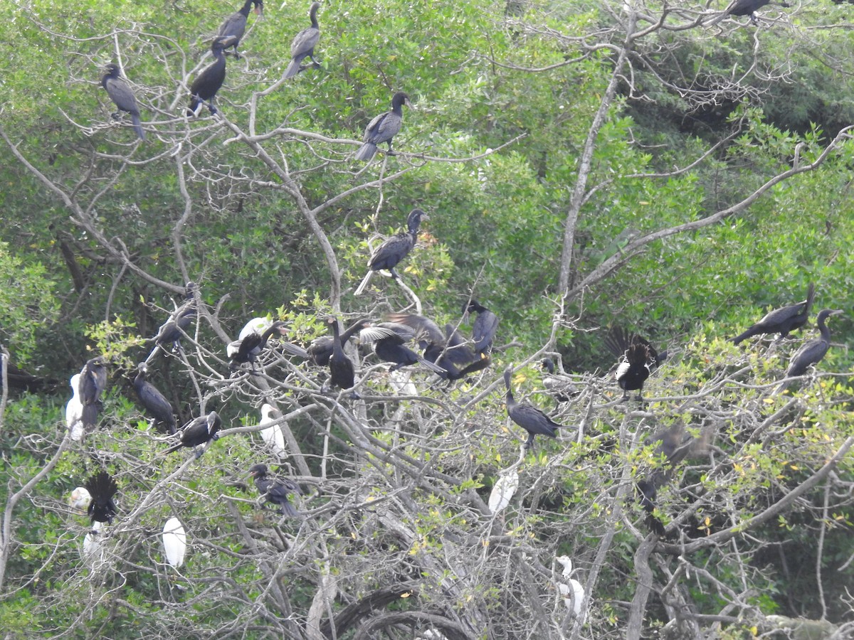Neotropic Cormorant - ML643451176