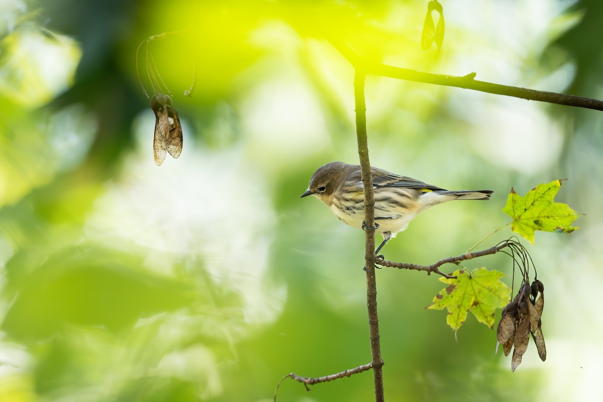 Yellow-rumped Warbler - ML643451177