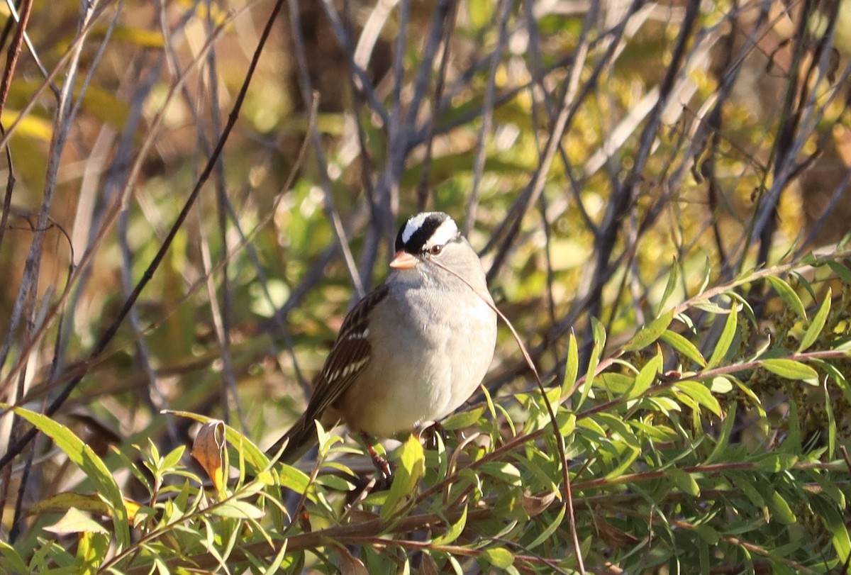 White-crowned Sparrow - ML643451179