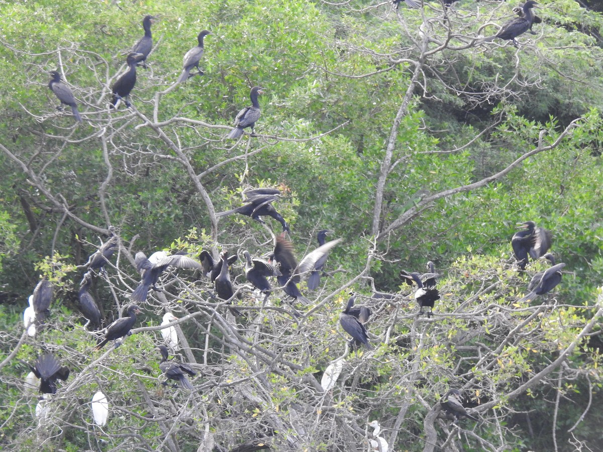 Neotropic Cormorant - ML643451185
