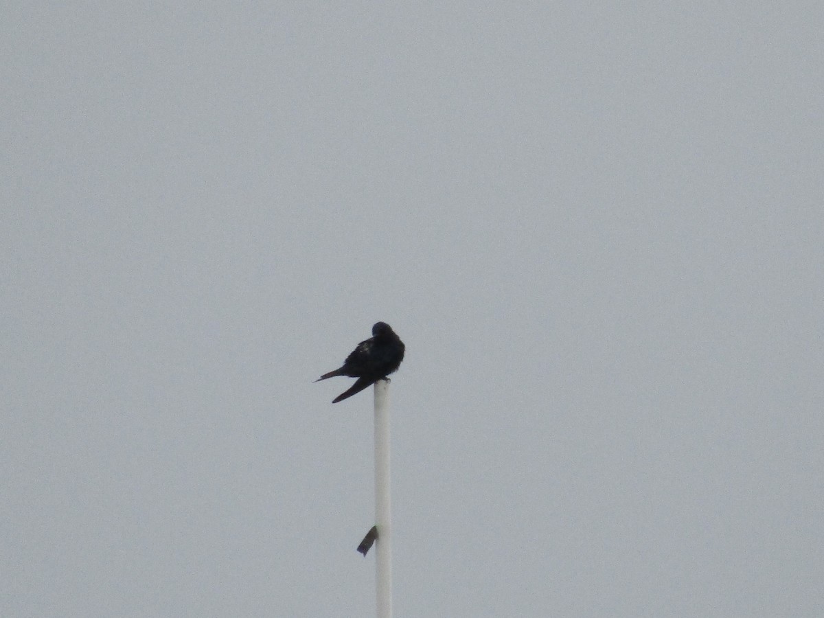 Southern Martin - ML643451188