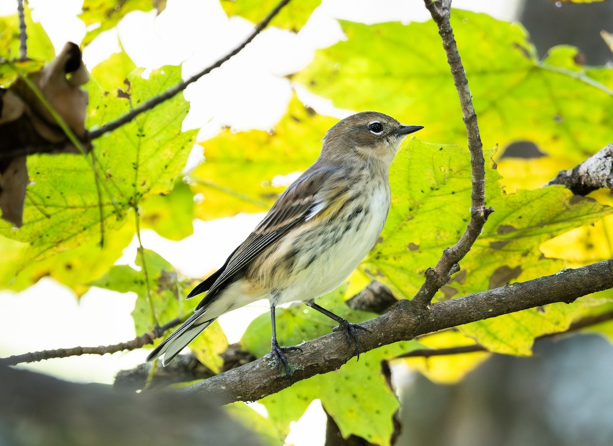 Yellow-rumped Warbler - ML643451190