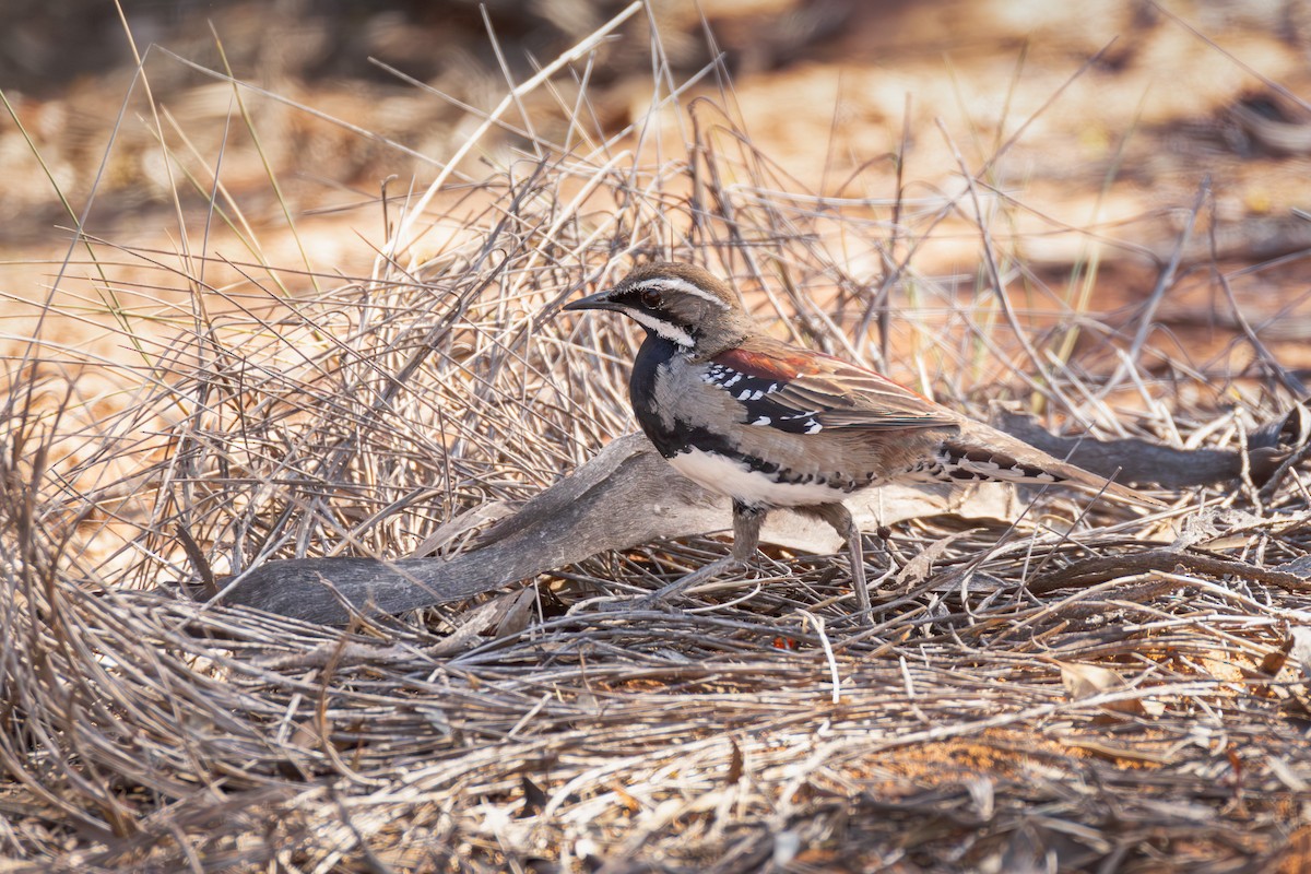 Chestnut Quail-thrush - ML643451199