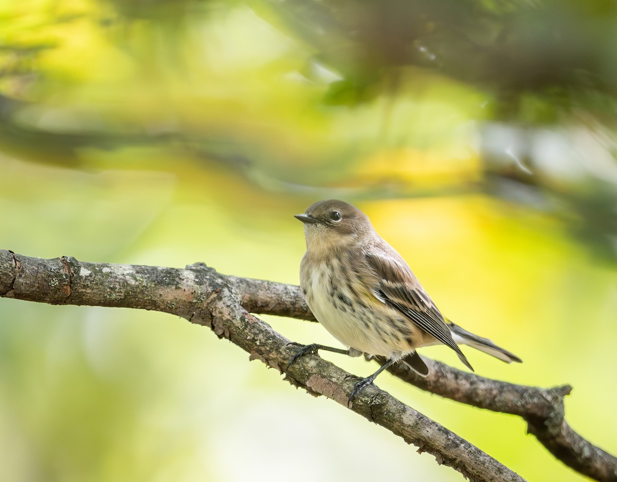 Yellow-rumped Warbler - ML643451206