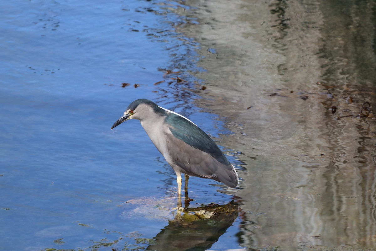 Black-crowned Night Heron (Dusky) - ML643451207
