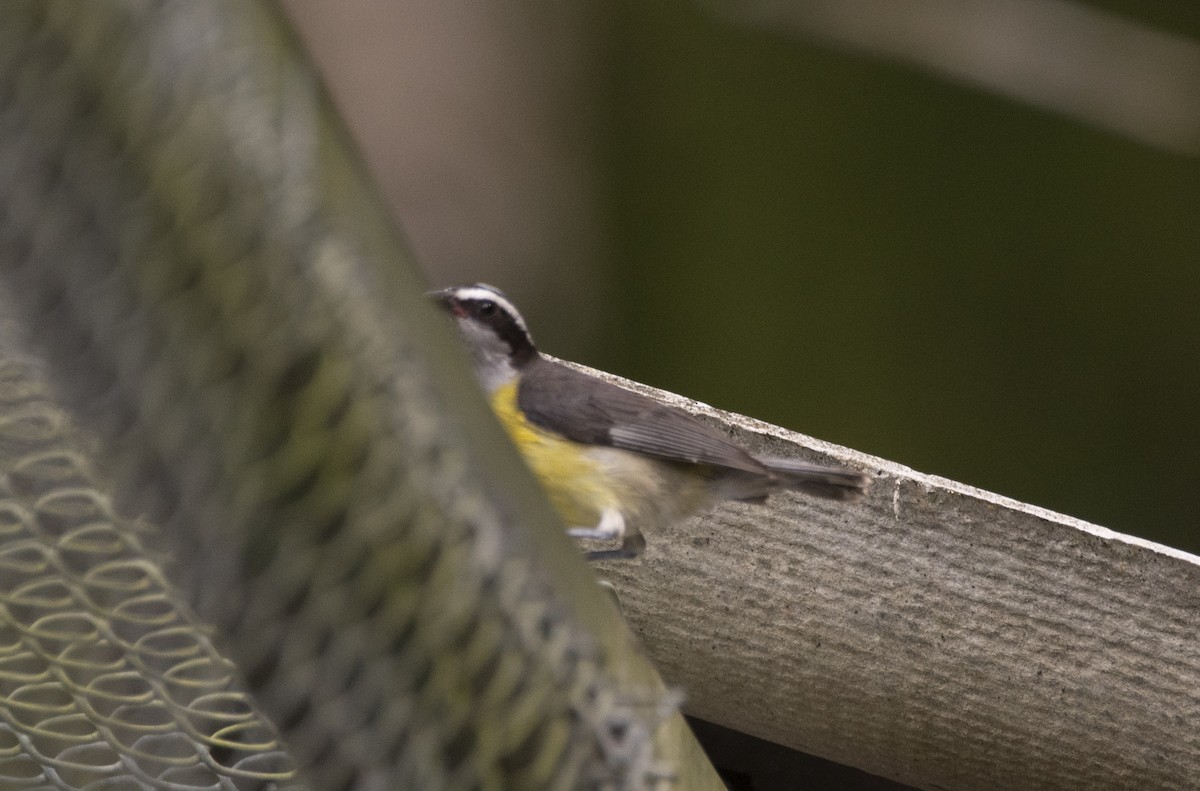 Bananaquit - ML643451218