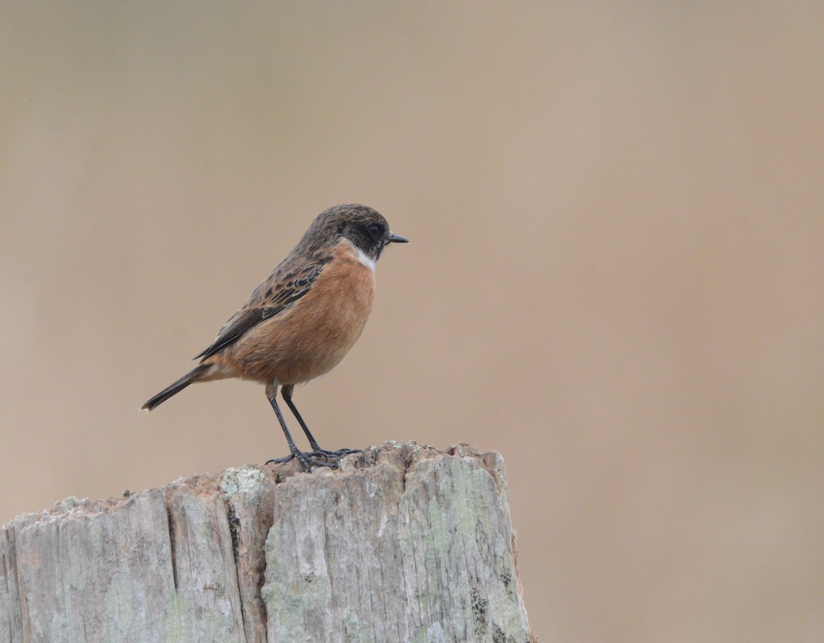 European Stonechat - ML643451221