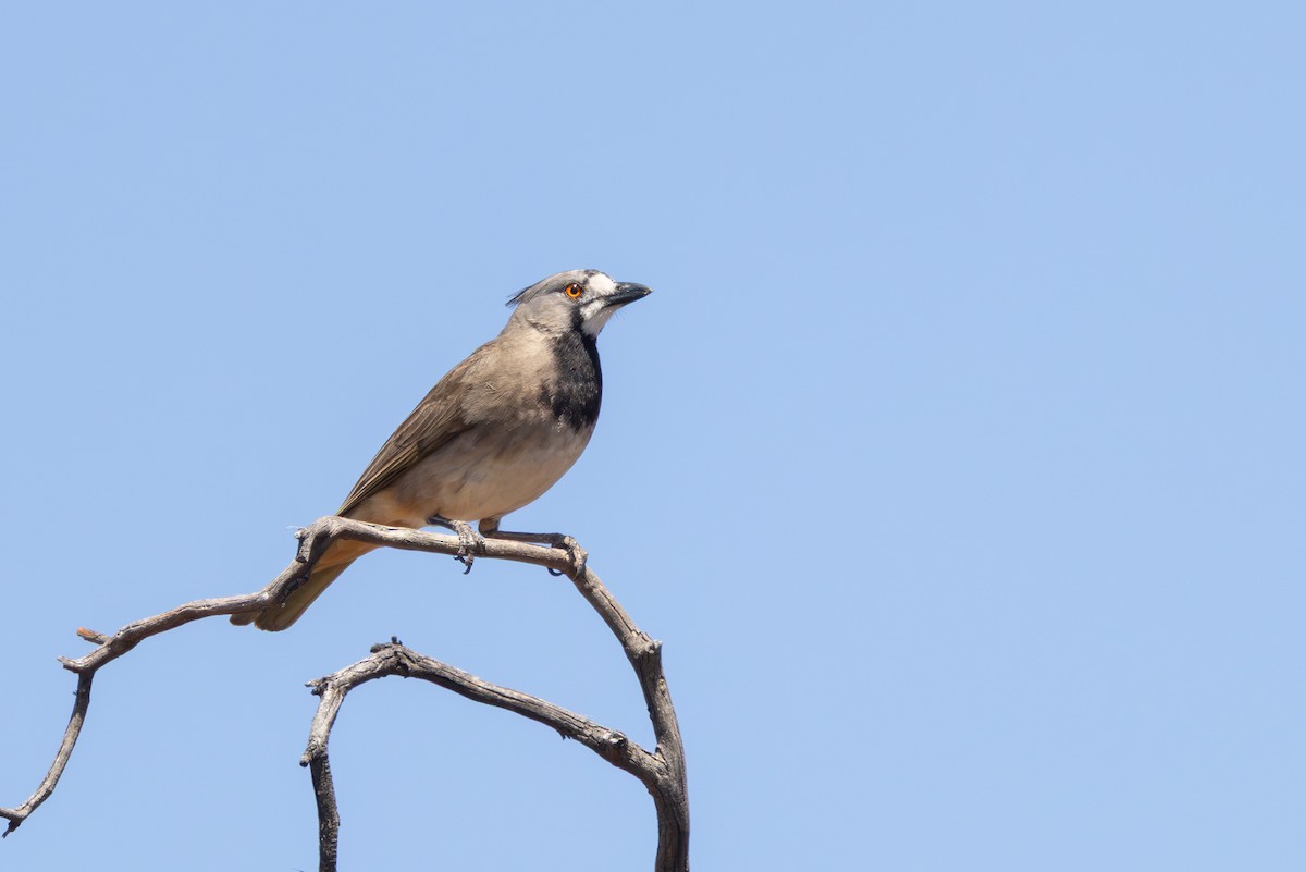 Crested Bellbird - ML643451224