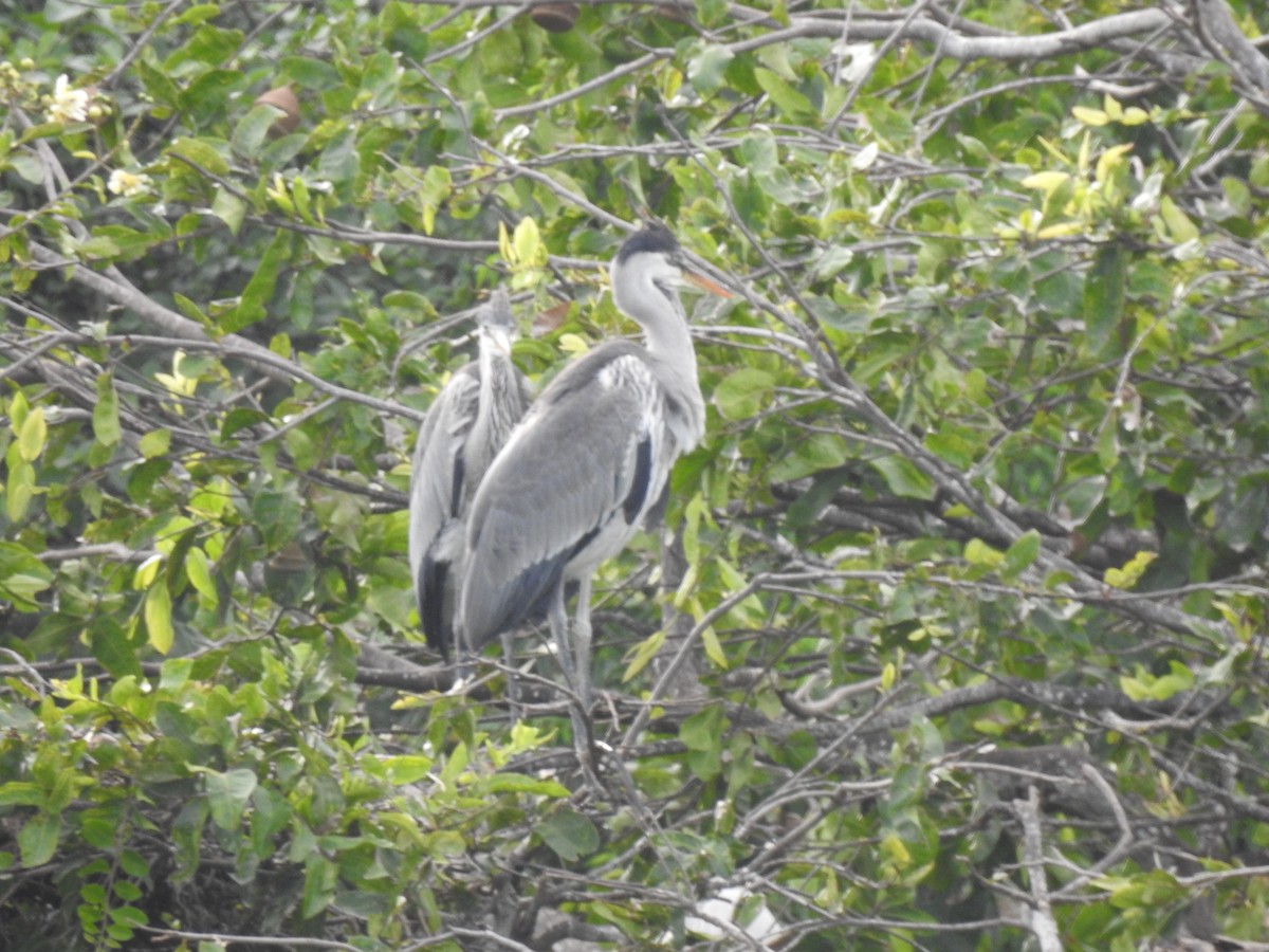 Cocoi Heron - ML643451226