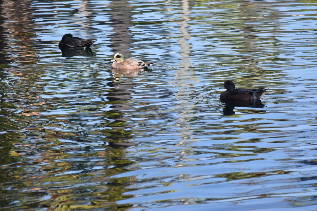 American Wigeon - ML643451228