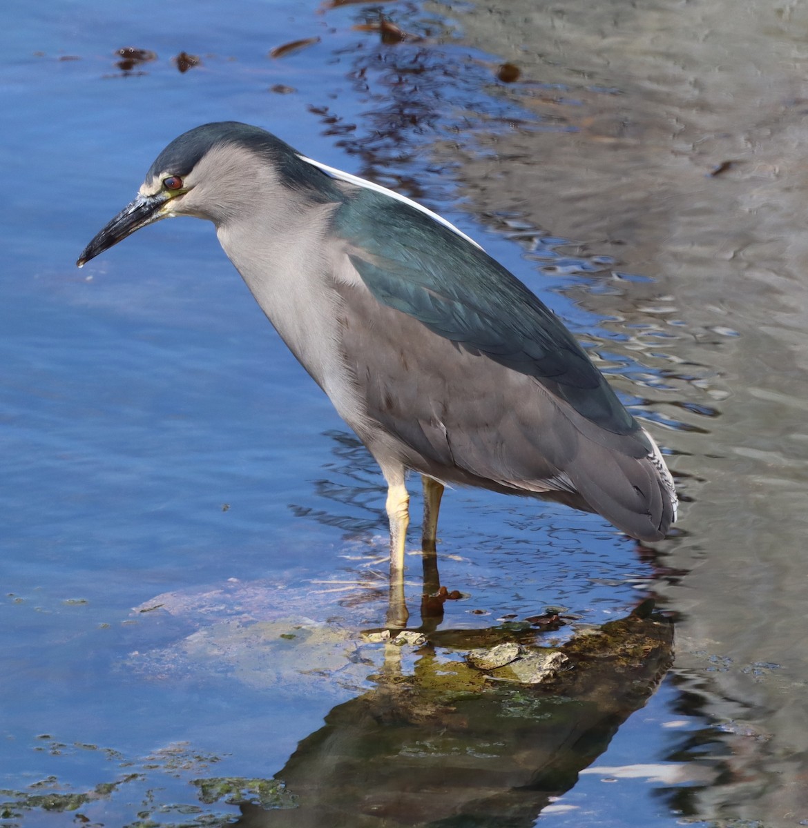 Black-crowned Night Heron (Dusky) - ML643451231