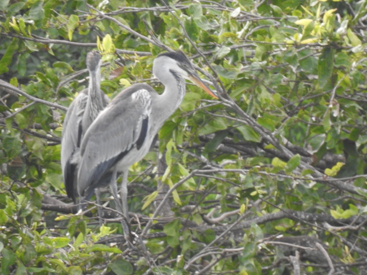 Cocoi Heron - ML643451239