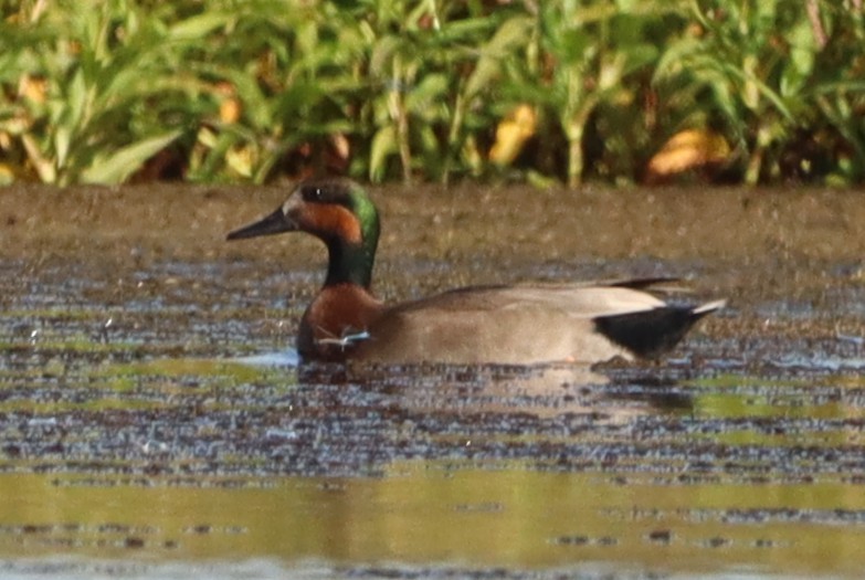 鴨亞科(鴨類) - ML643451243