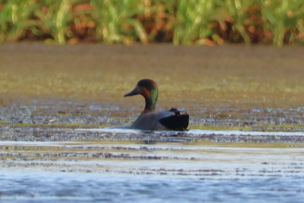 鴨亞科(鴨類) - ML643451244