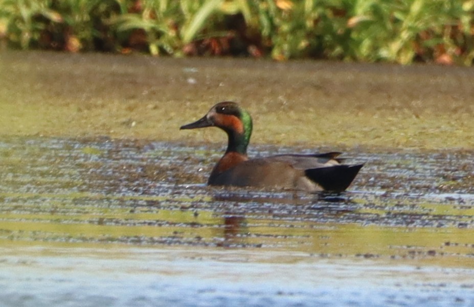 鴨亞科(鴨類) - ML643451245